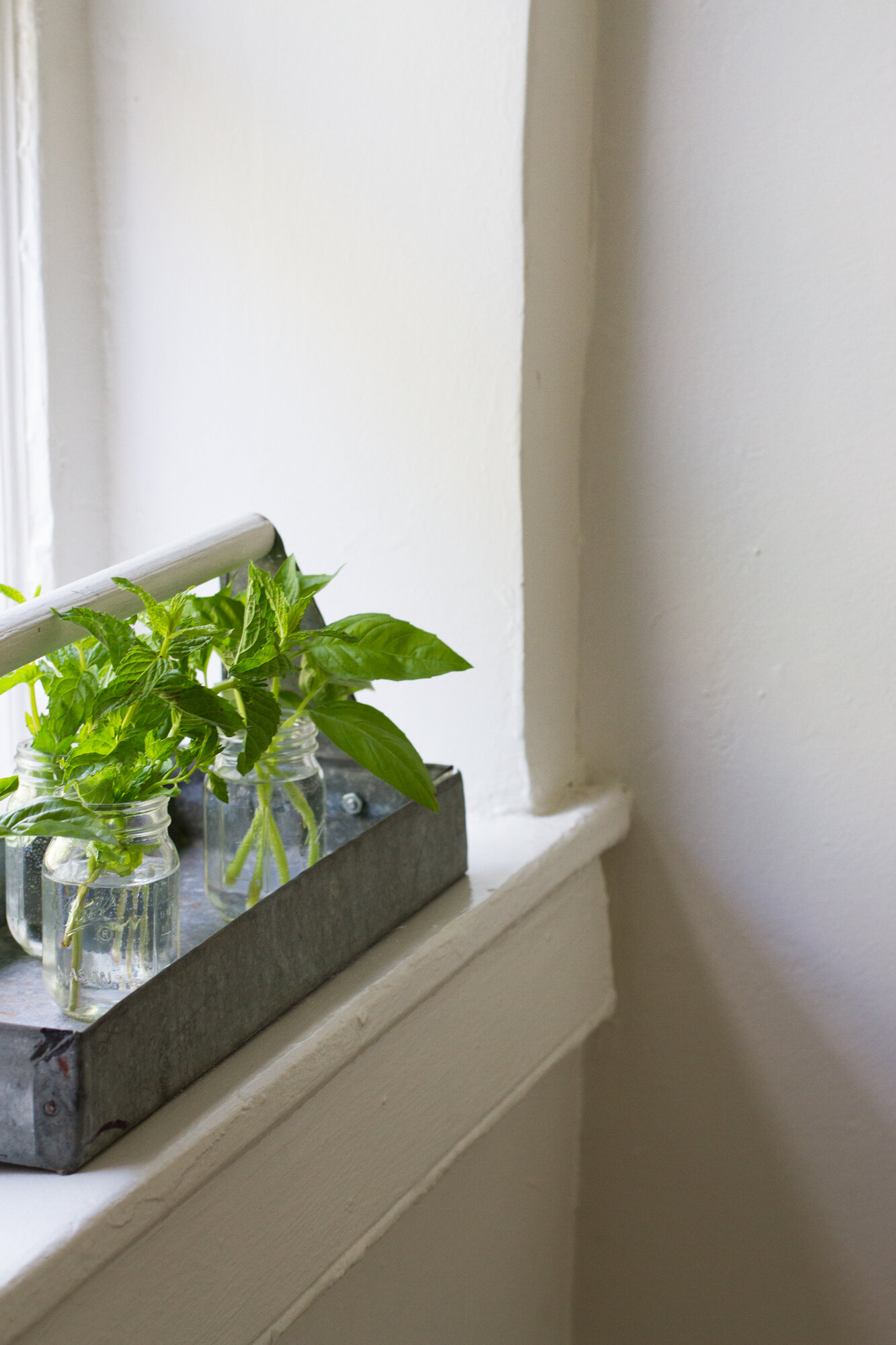 tender herbs | reading my tea leaves