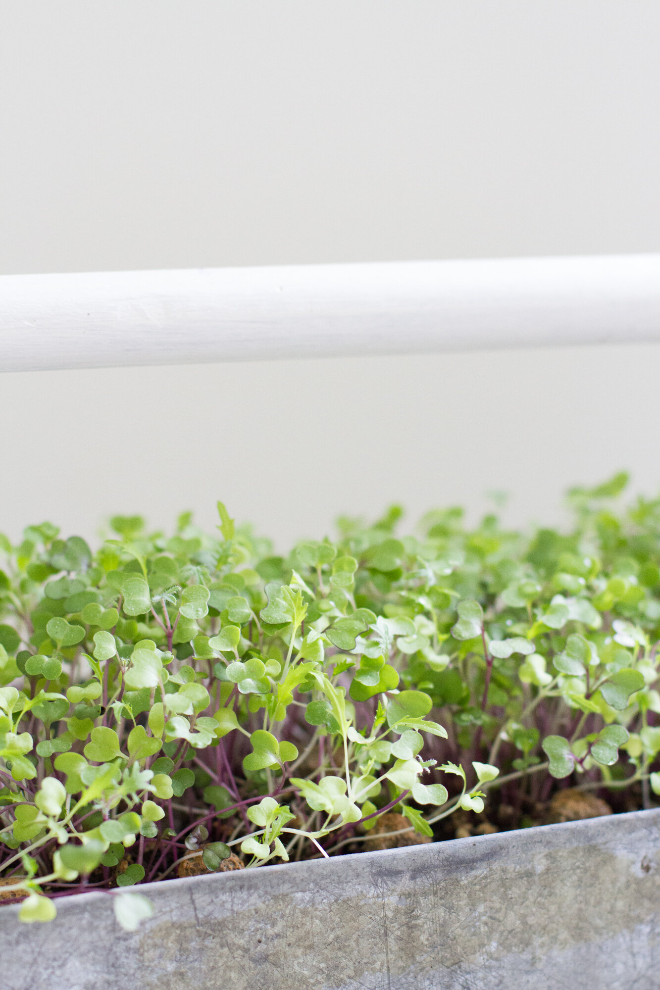 microgreens | reading my tea leaves