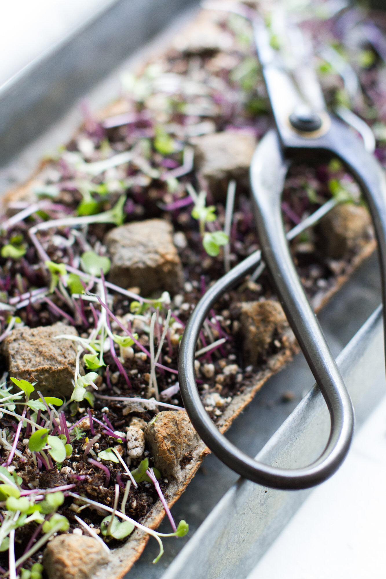 microgreens harvest | reading my tea leaves