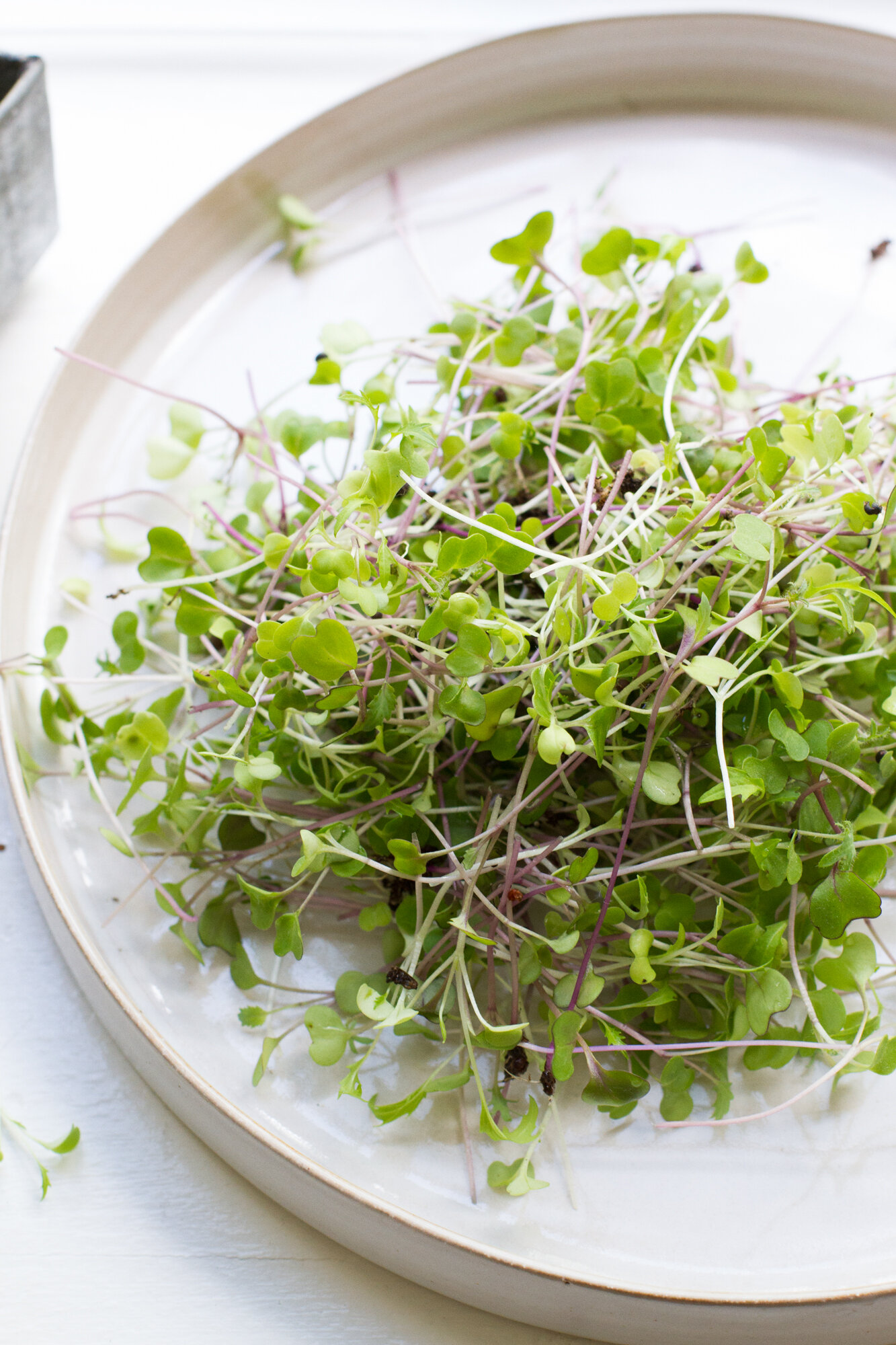microgreens harvest | reading my tea leaves