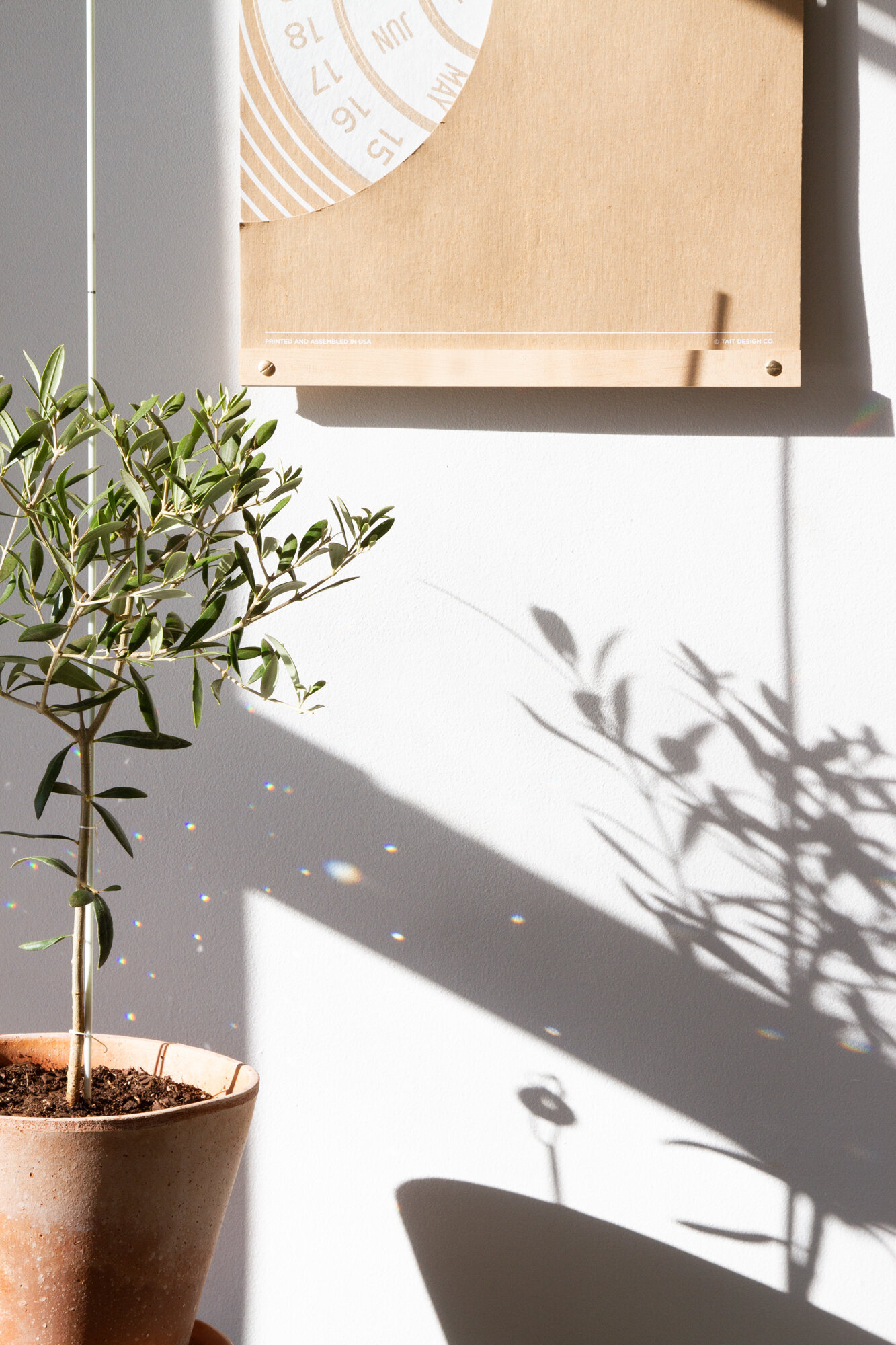 olive tree | reading my tea leaves