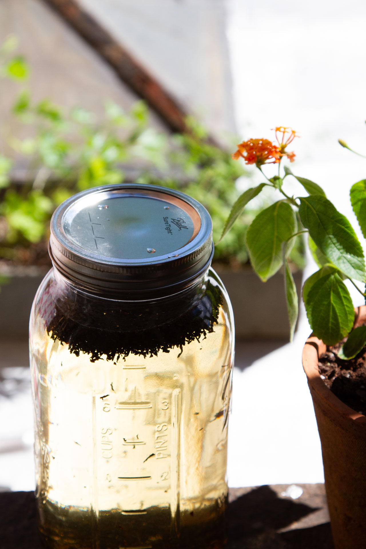 sun tea | reading my tea leaves