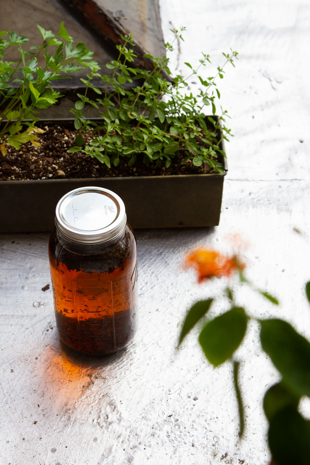 sun tea | reading my tea leaves