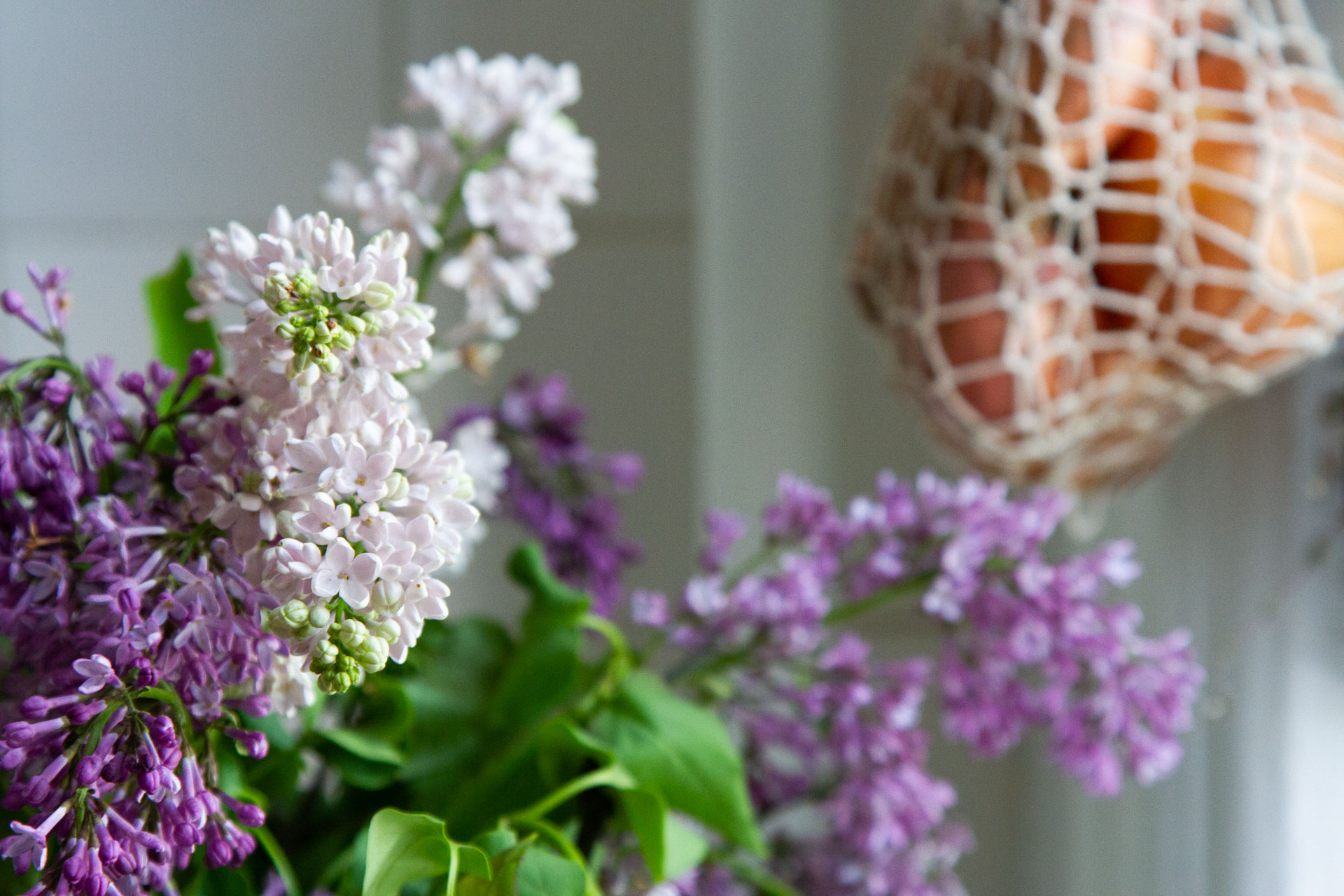 lilacs