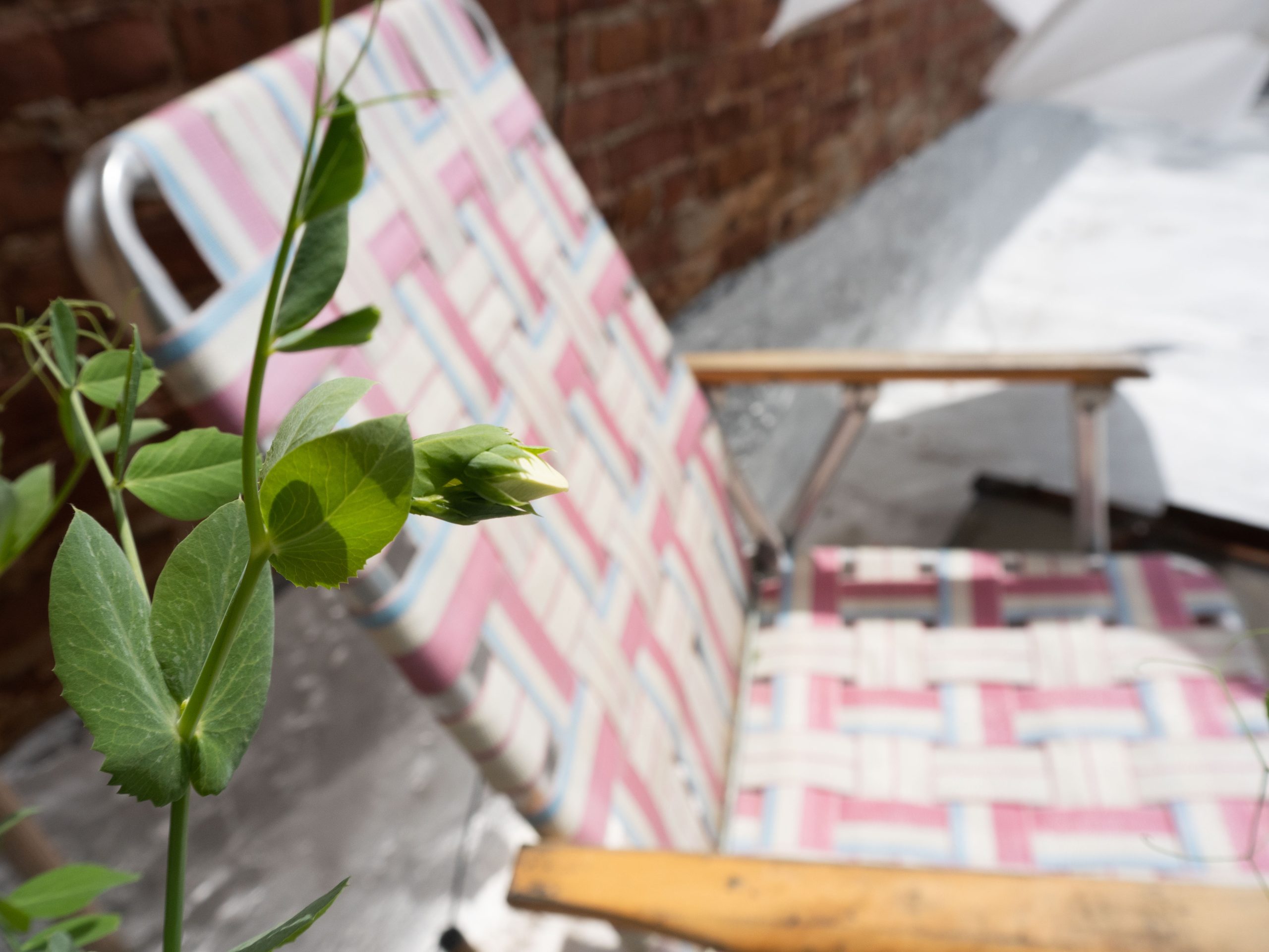 pea blossom